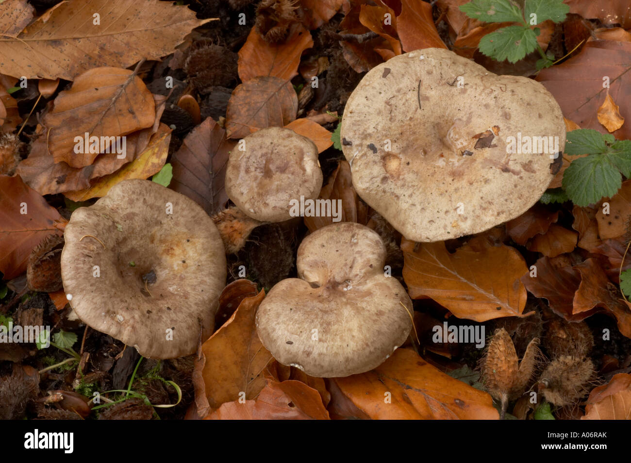 Viscido tappo di latte - Lactarius blennius Foto Stock