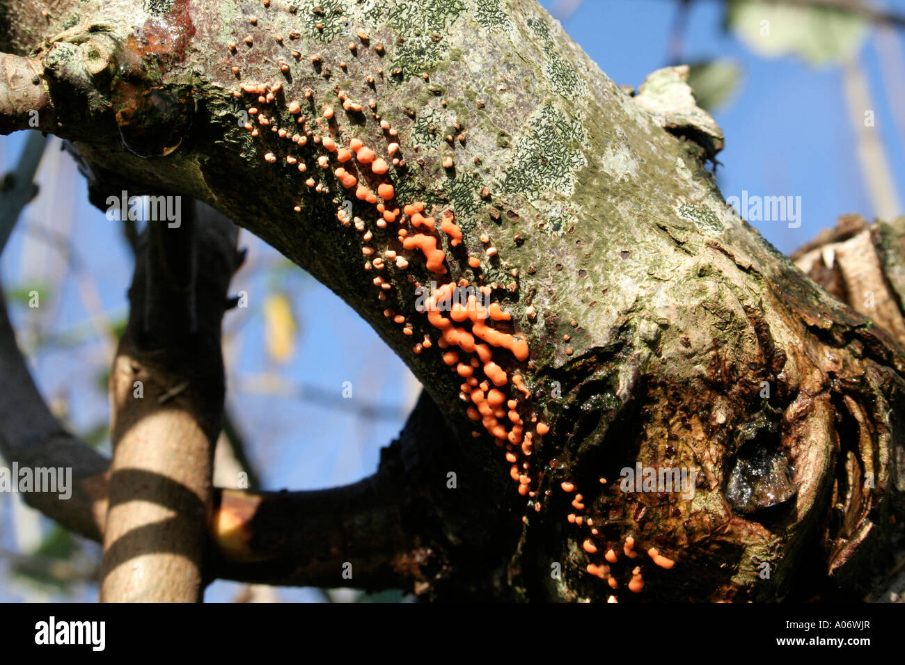 Spot di corallo fungo Nectria cinnabarina sul danneggiato il frassino Foto Stock