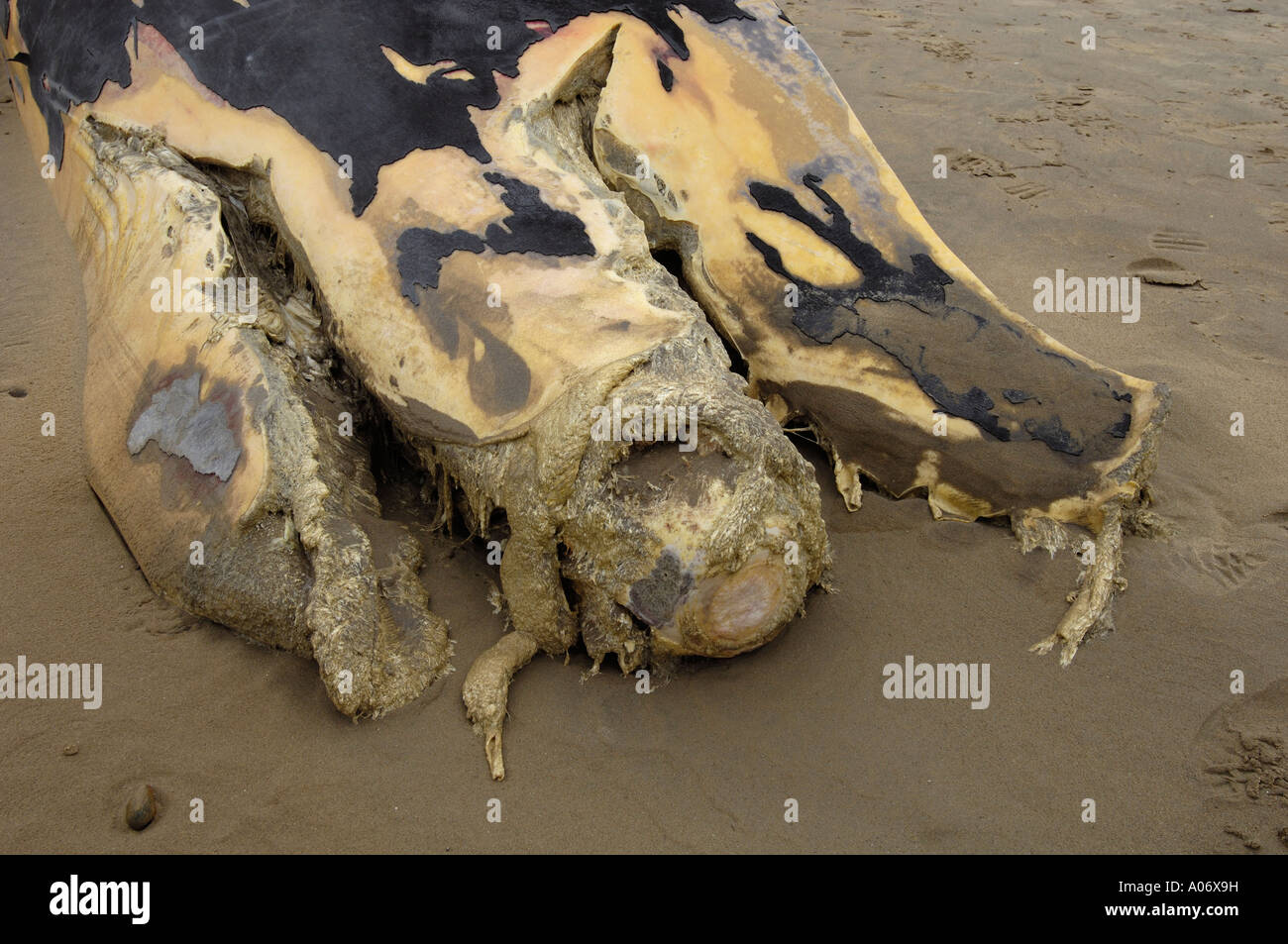 Balenottera comune Balaenoptera physalus lavato fino morto il Camber Sands East Sussex Regno Unito Foto Stock