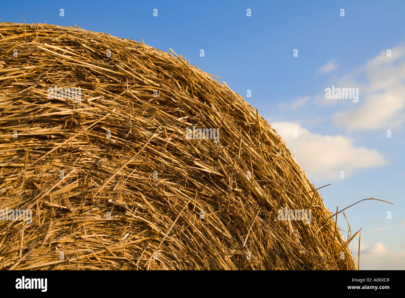 Grandi closup della balla di fieno contro il cielo blu in alto angolo, Leicestershire campagna, England, Regno Unito Foto Stock