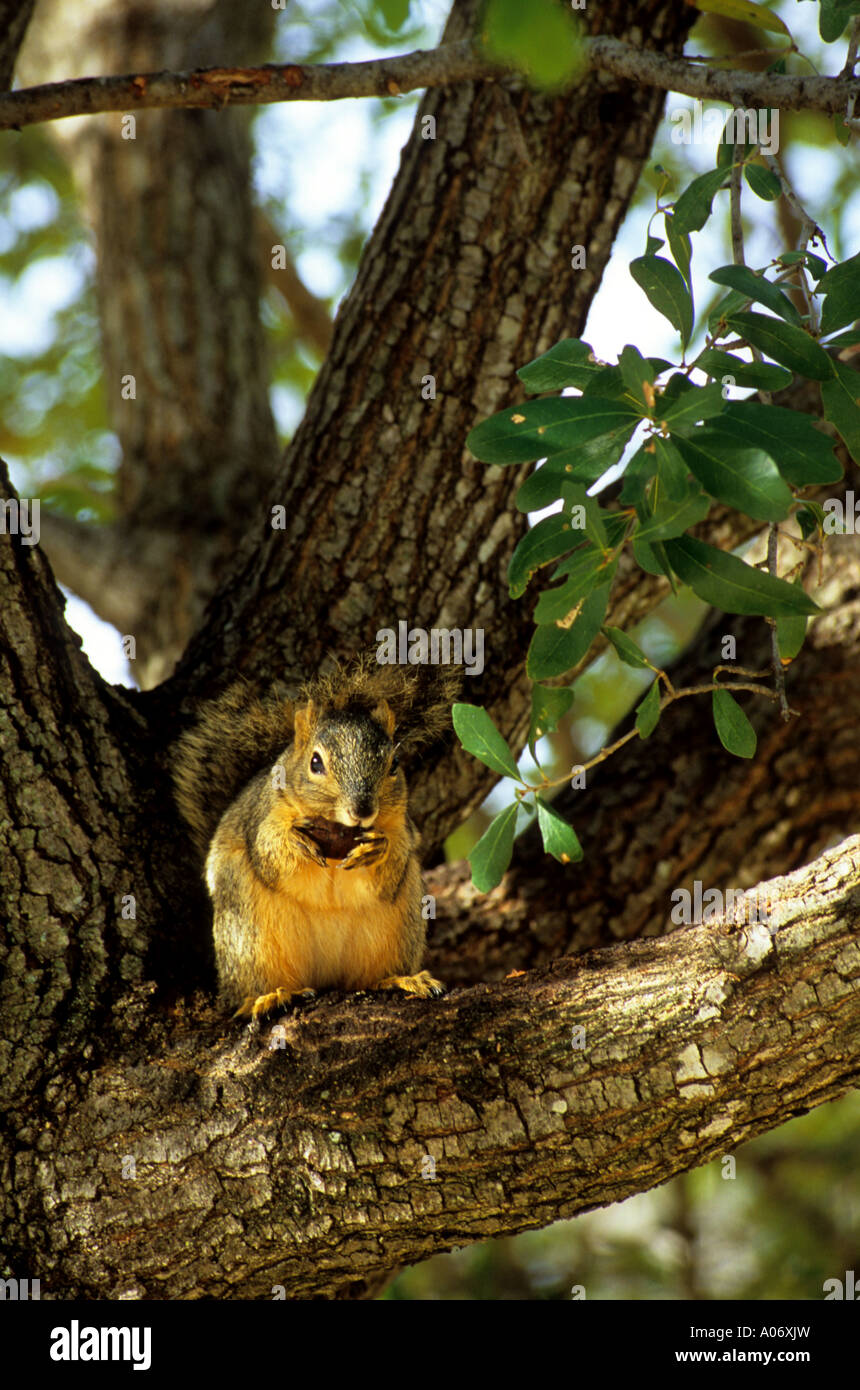 Lo scoiattolo mangiare sulla struttura ad albero Foto Stock