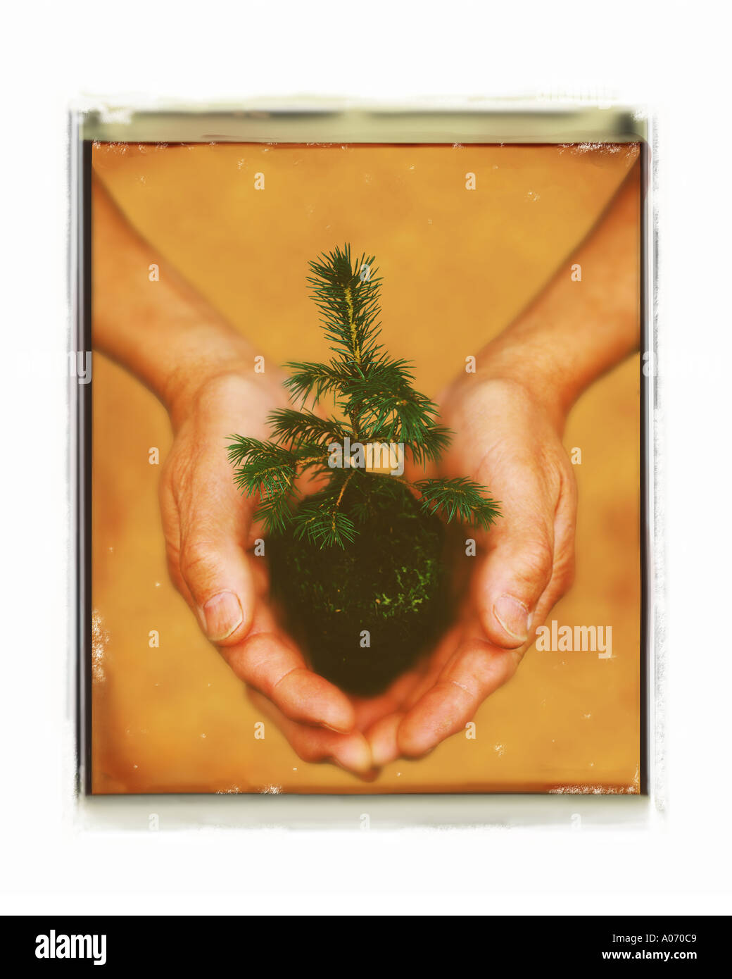 Le mani umane tenendo piccolo alberello albero da una foresta Foto Stock