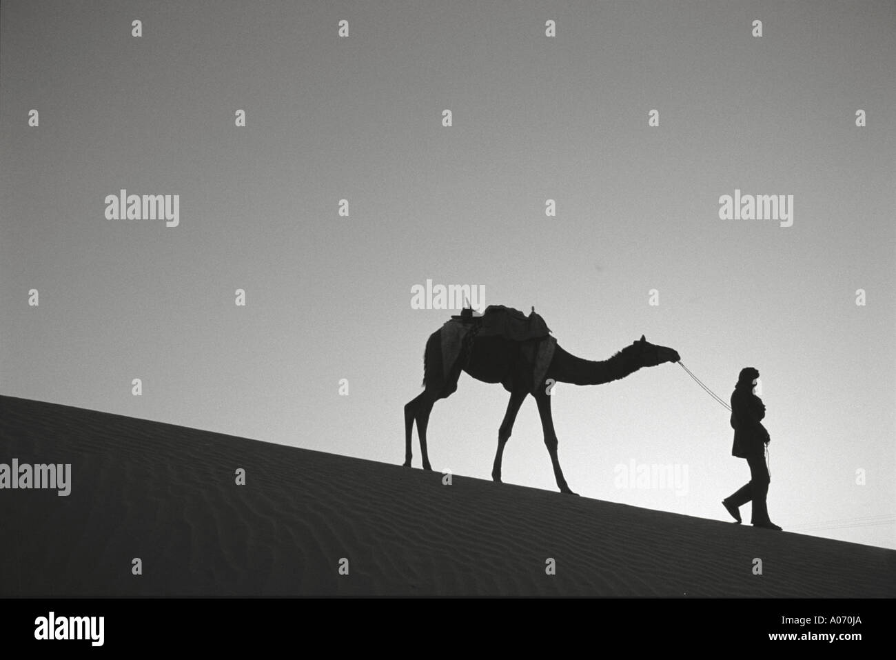 Cammello e uomo in sam deserto di Thar a Jaisalmer Rajasthan in India Foto Stock