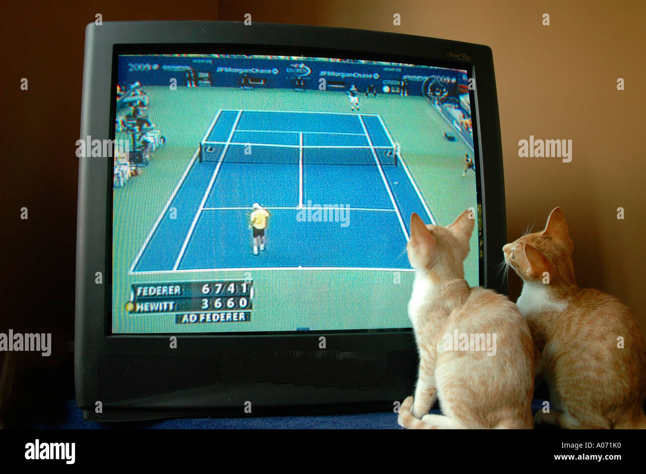 Gatti cuccioli guardando la partita di tennis a Wimbledon in televisione Foto Stock