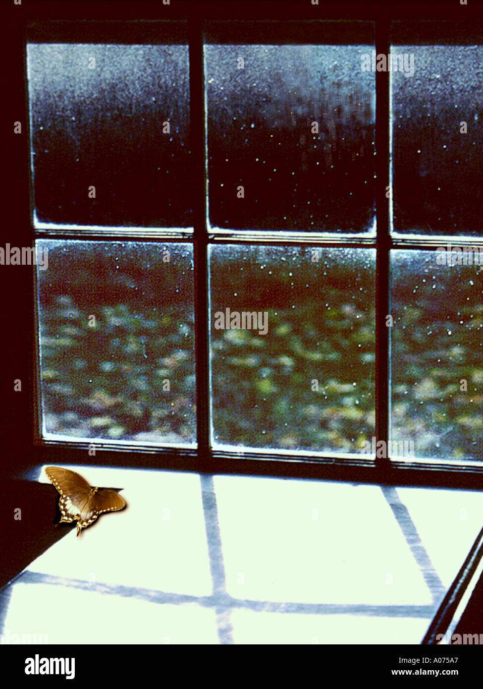 Butterfly nella finestra delle piogge Foto Stock