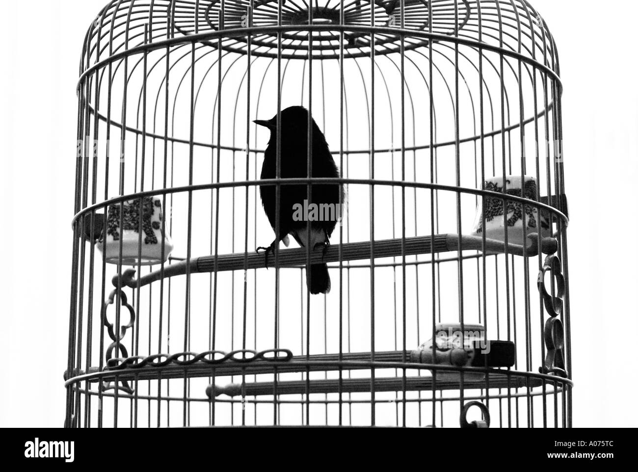 design paio Vento forte le bacchette su cui si dondolano gli uccelli in  gabbia Apertura della confezione Vigilanza Raffinatezza
