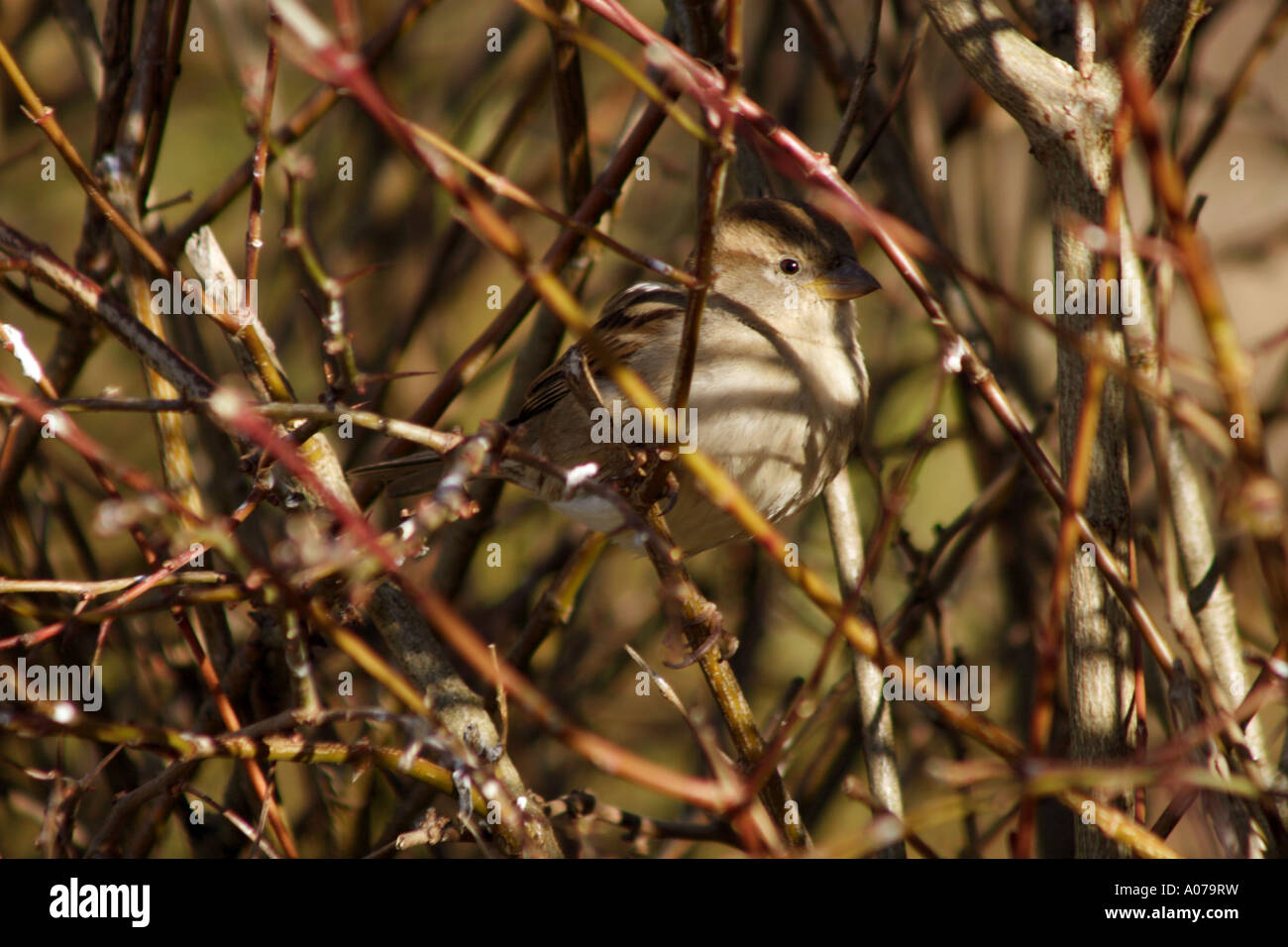 Casa passero, Passer domesticus, appollaiato nel folto cespuglio Foto Stock