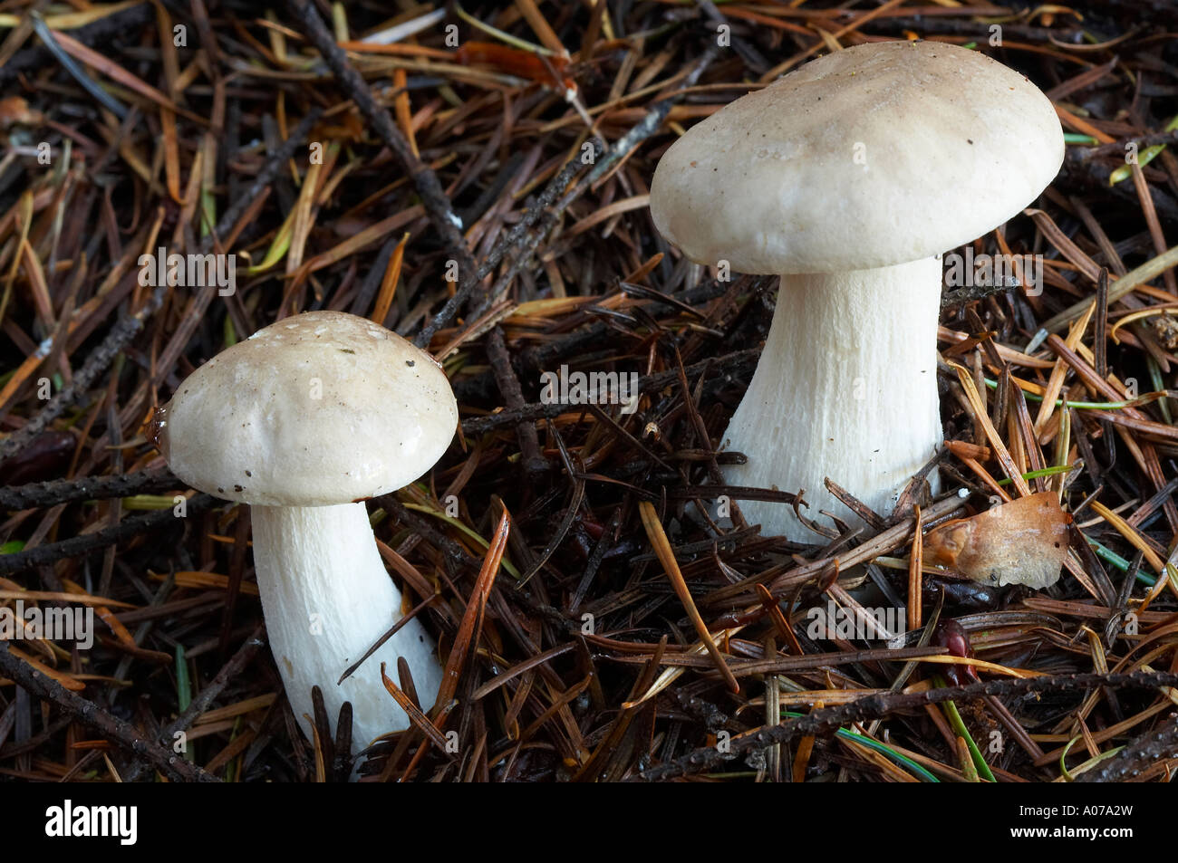 2 white toadstools crescente di aghi di pino Foto Stock