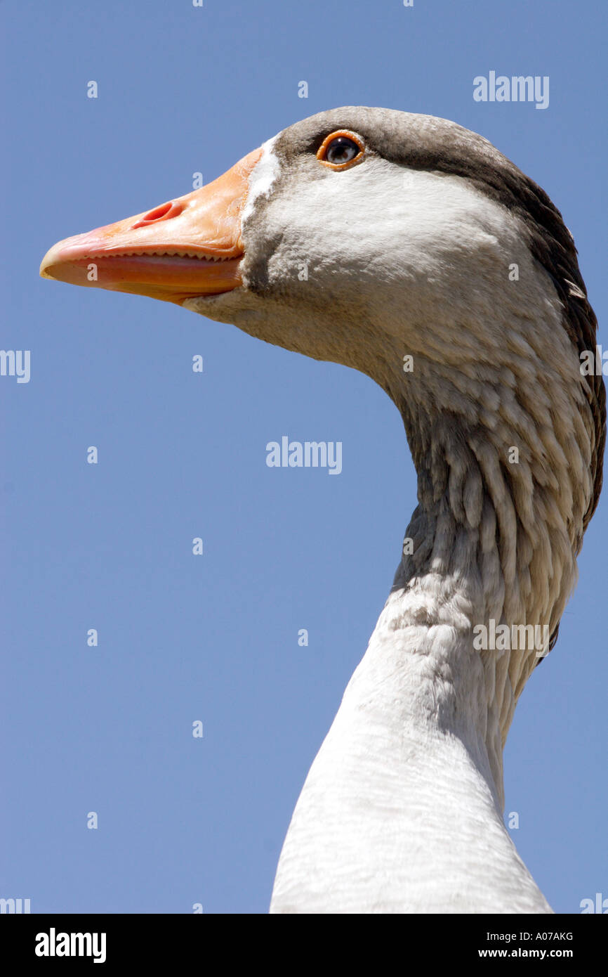 Oca Graylag ritratto, Anser anser Foto Stock