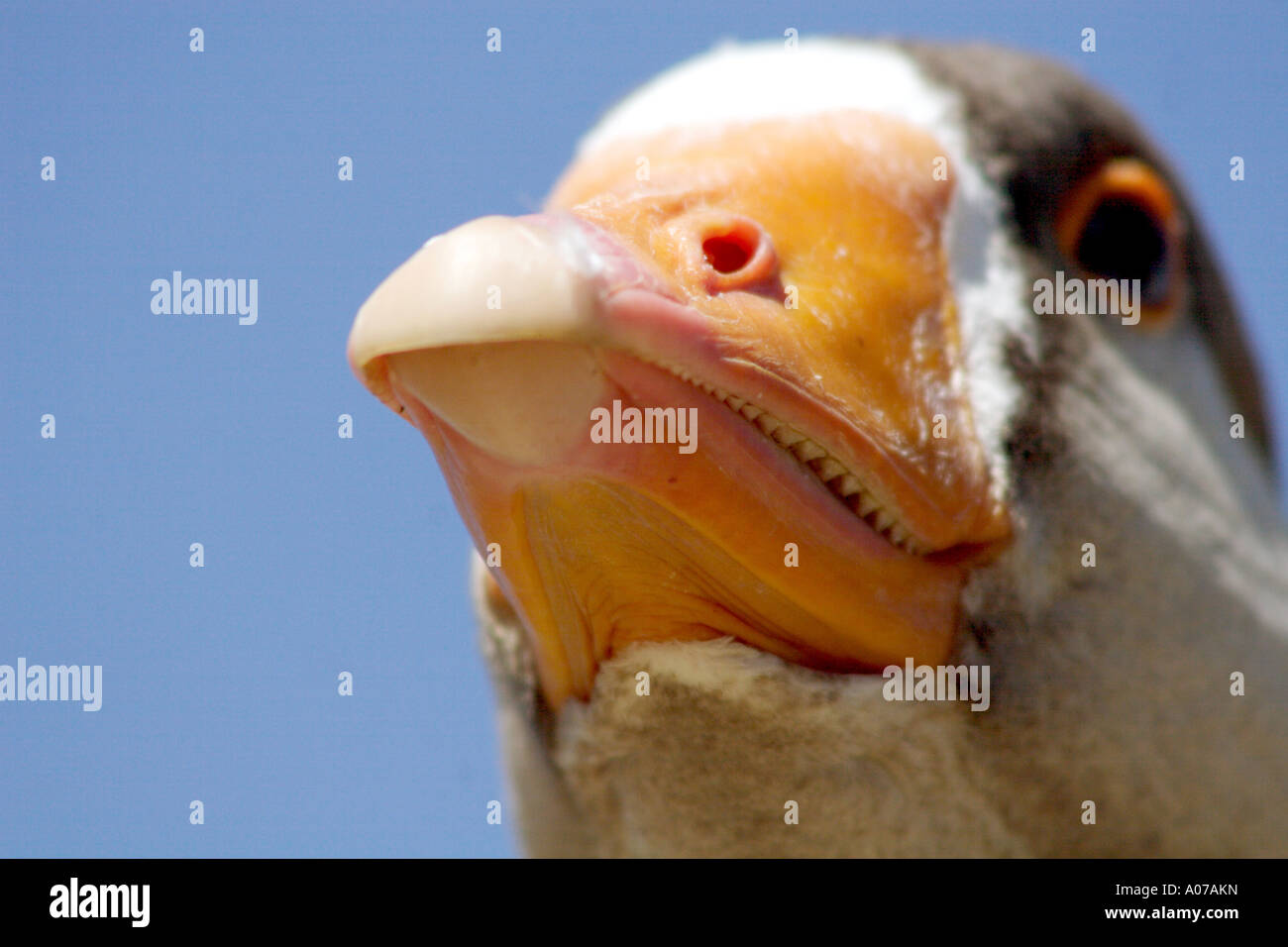 Oca Graylag ritratto, becco mostrante la tomia (seghettato "denti") Anser anser. Regno Unito Foto Stock