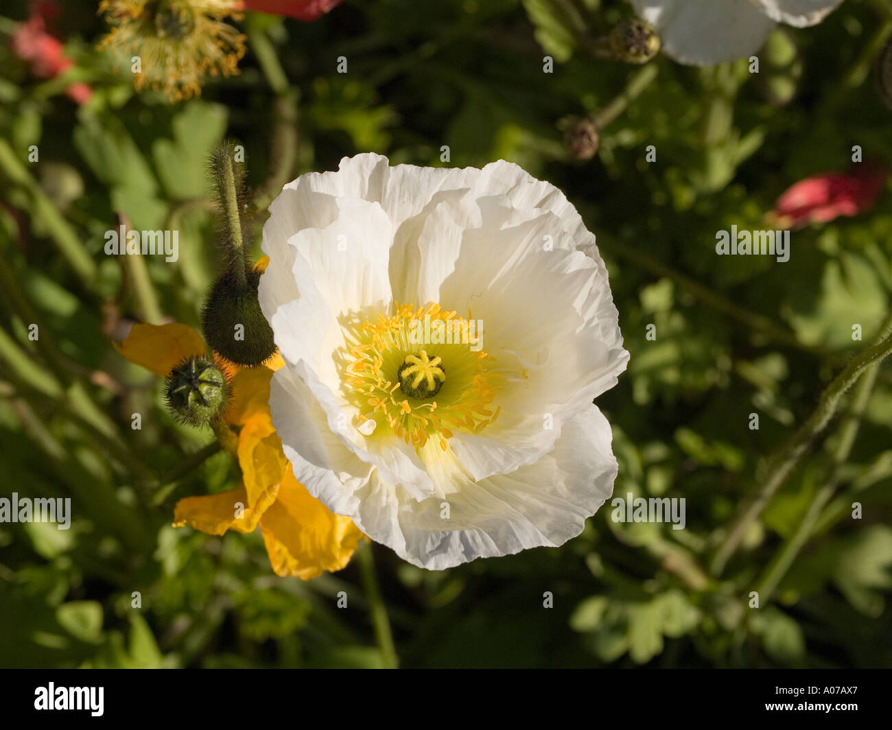 Close up ingrandimento di uno bianco Papaver Islanda fiore di papavero Foto Stock