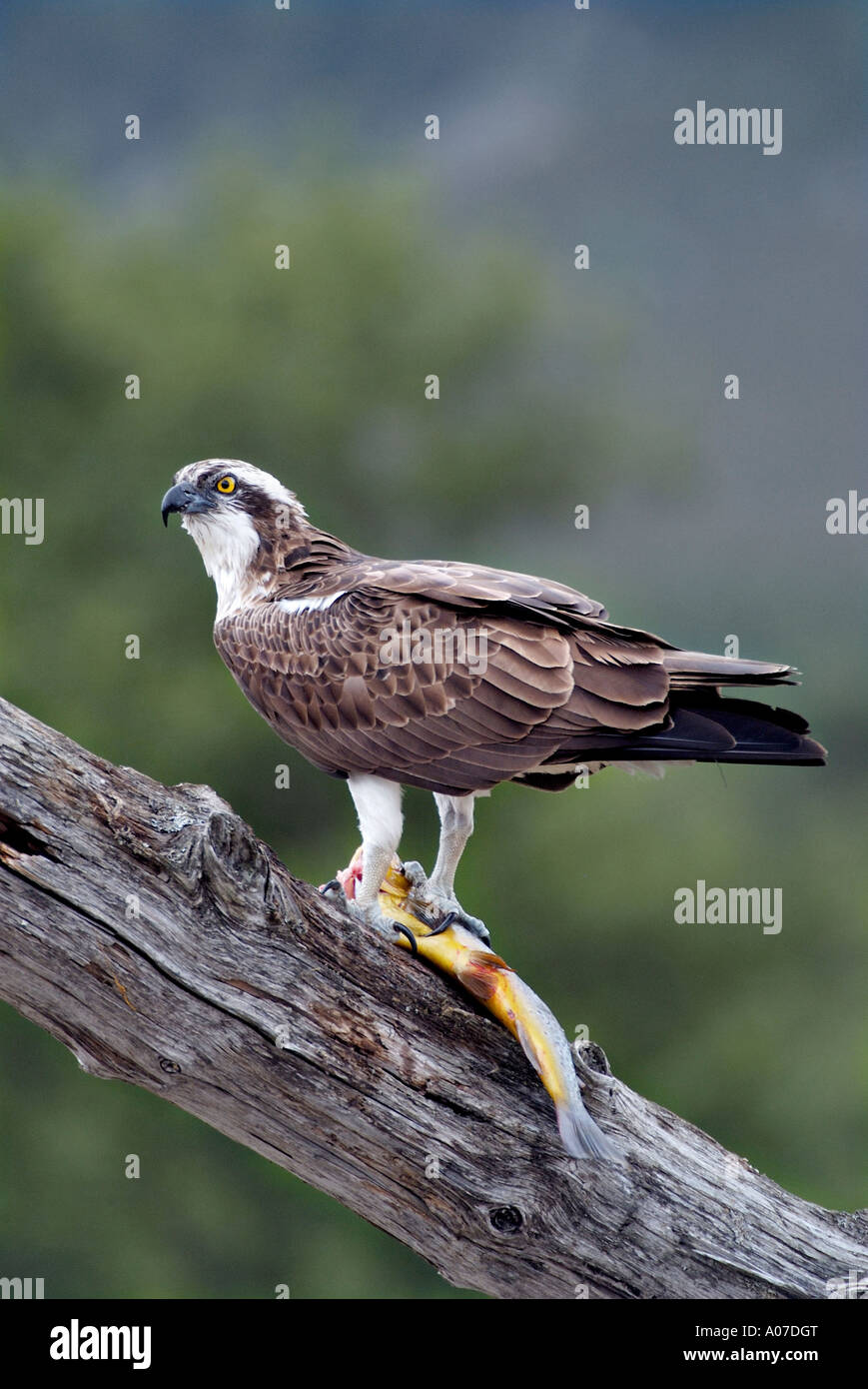 Falco pescatore Pandion haliaetus glenfeshie Highlands della Scozia giugno Foto Stock