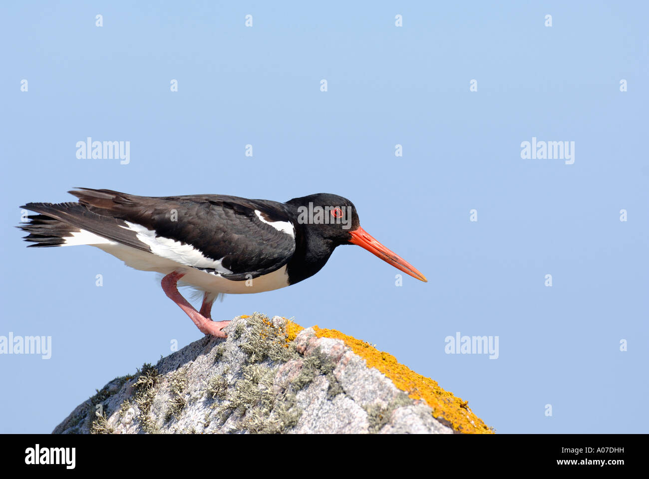 Oystercatcher Haematopus ostralegus North Uist Scozia Scotland Foto Stock