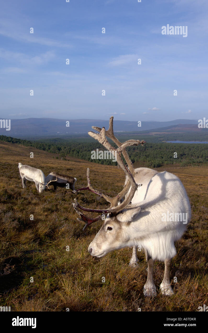 La renna rangifer tarandus Cairngorms National Park Highlands della Scozia Foto Stock