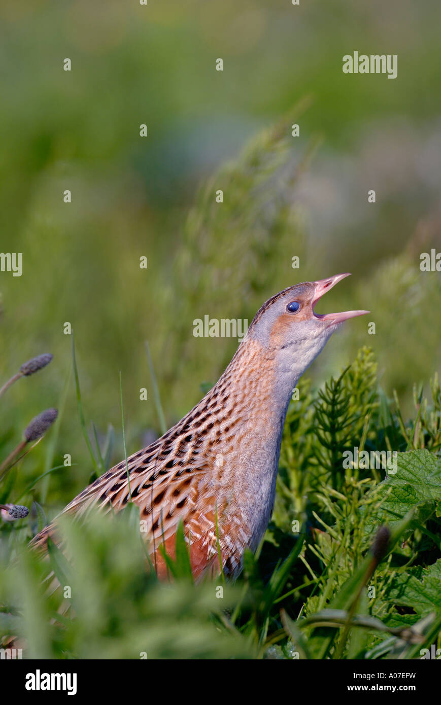 Re di quaglie crex crex North Uist Scozia Scotland Foto Stock