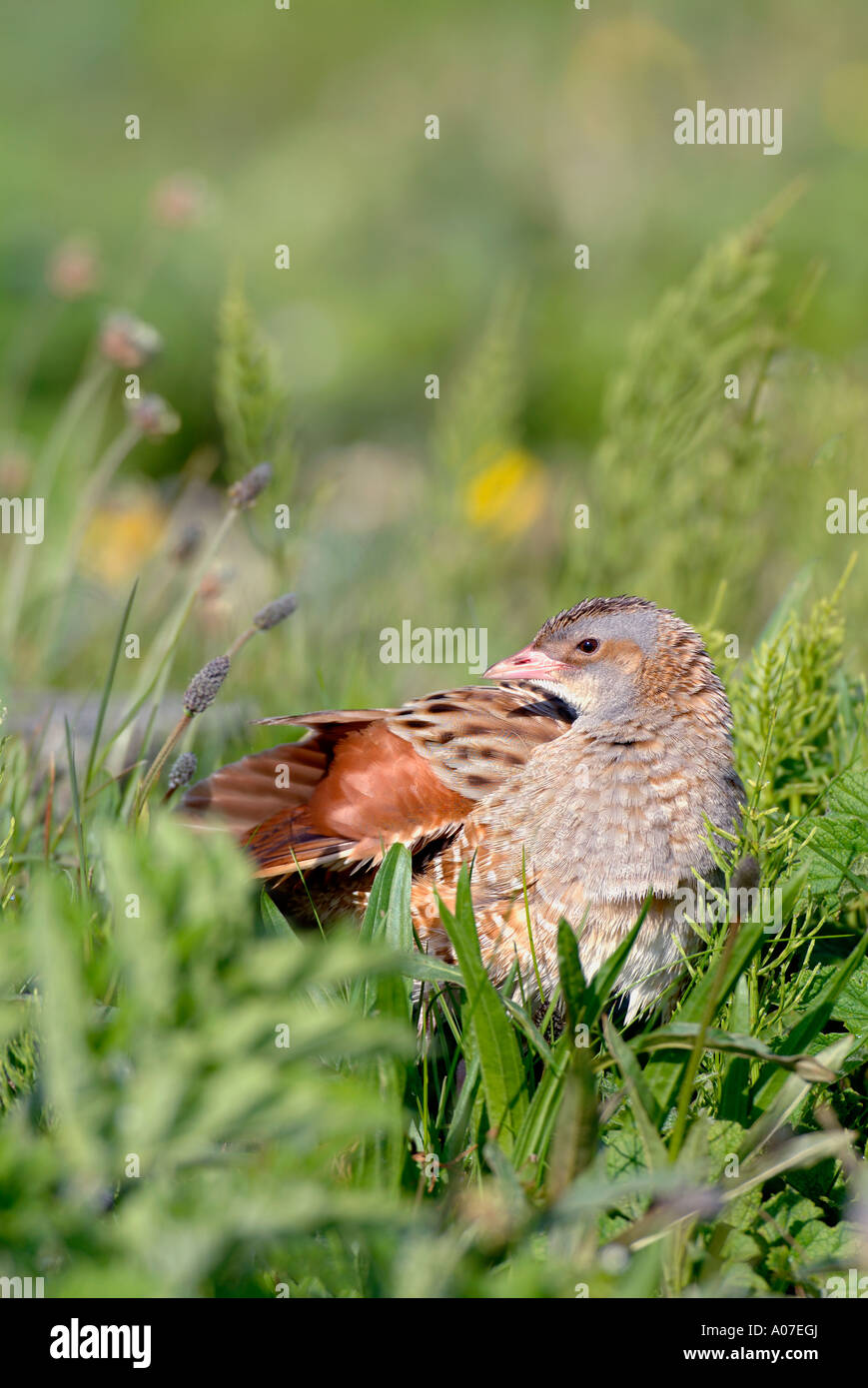 Re di quaglie crex crex North Uist Scozia Scotland Foto Stock