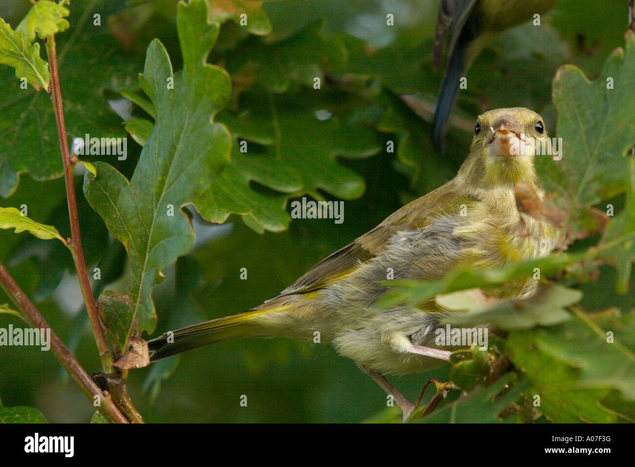 Verdone, Carduelis chloris, alimentando nella struttura ad albero, REGNO UNITO Foto Stock