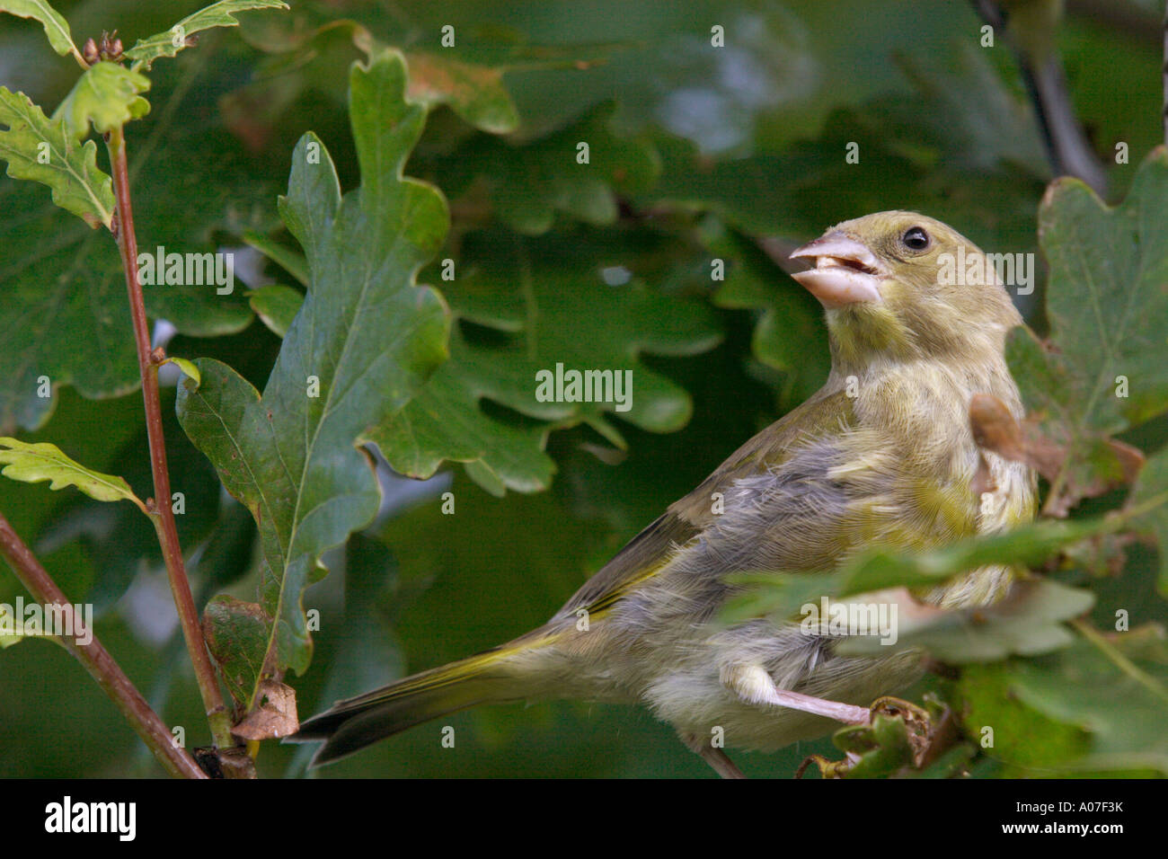 Verdone, Carduelis chloris, alimentando nella struttura ad albero, REGNO UNITO Foto Stock