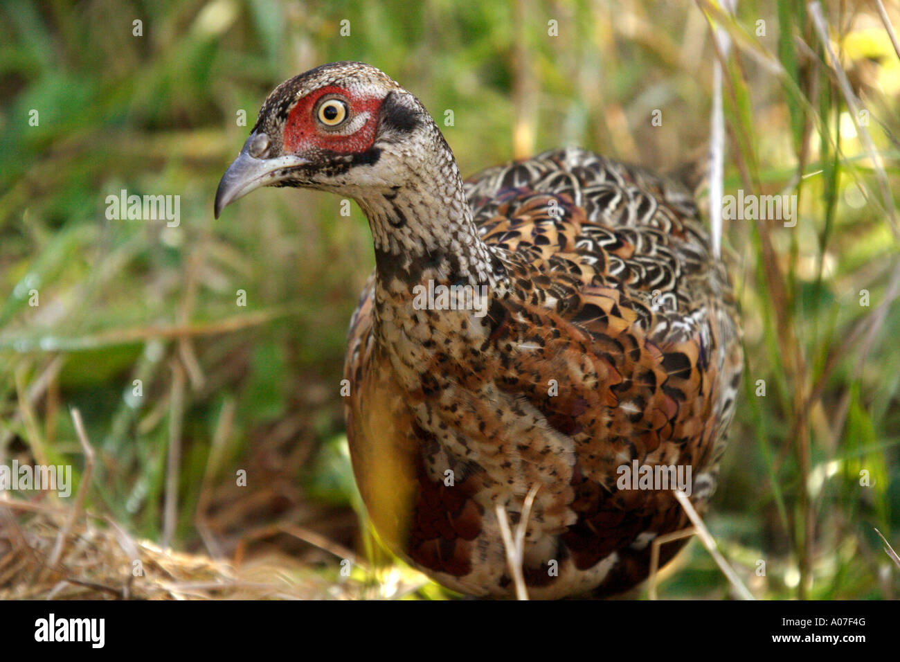 Il fagiano comune, REGNO UNITO Foto Stock