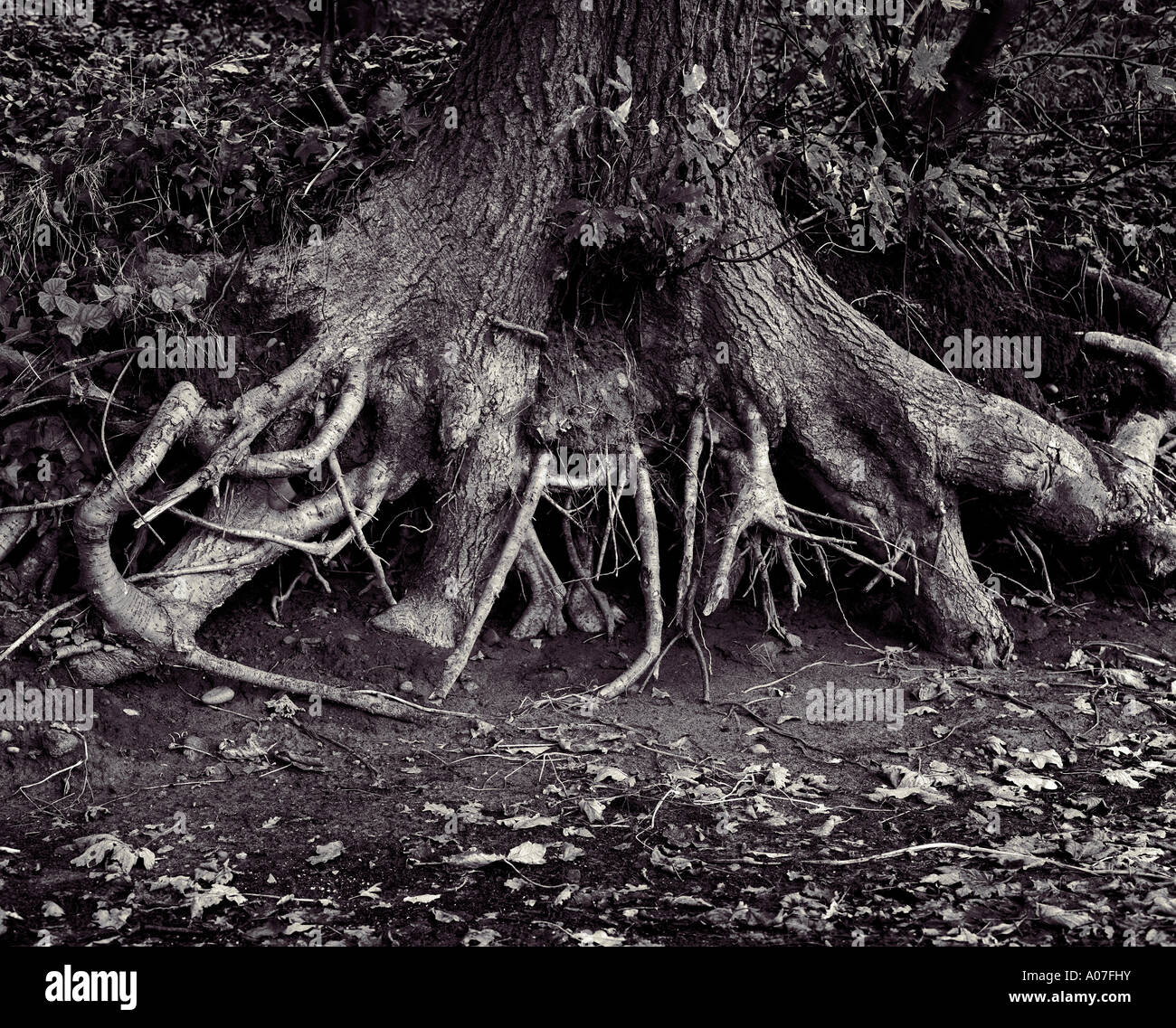 Albero di quercia radici esposte dall erosione del suolo dal flusso di marea, Fiume Wyre Estuary, Lancashire, Inghilterra, Regno Unito. Foto Stock