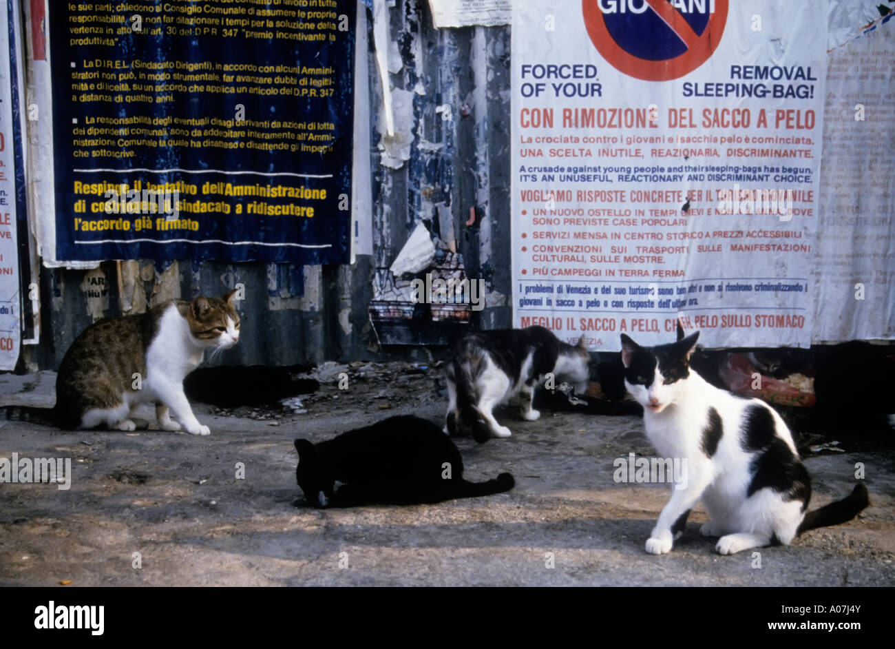 I gatti randagi e notare che la polizia avrà i sacchi a pelo da giovani a rimanere durante la notte Venezia Italia Foto Stock