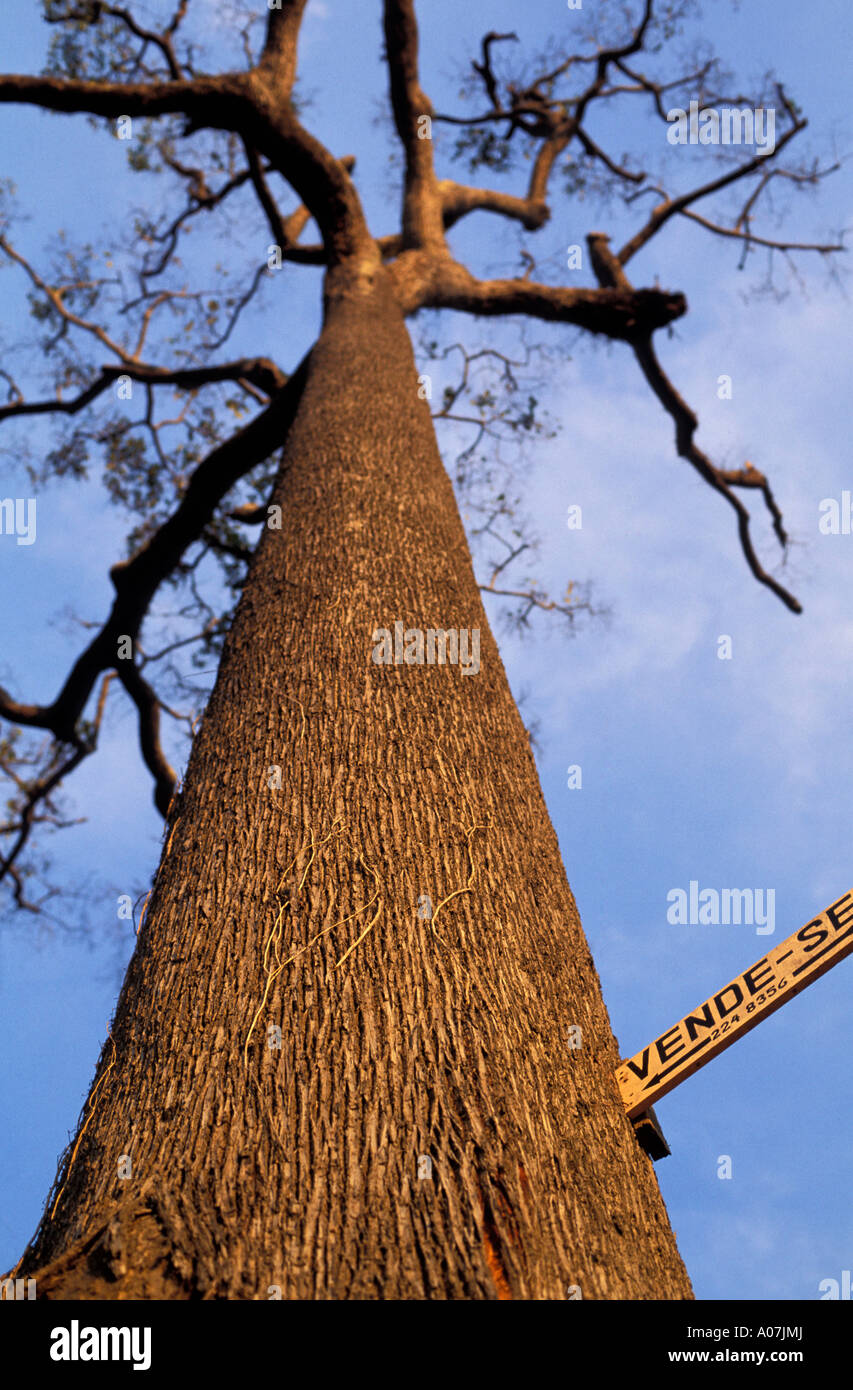In vendita banner attaccato a una foresta pluviale amazzonica tree, Brasile. Foto Stock