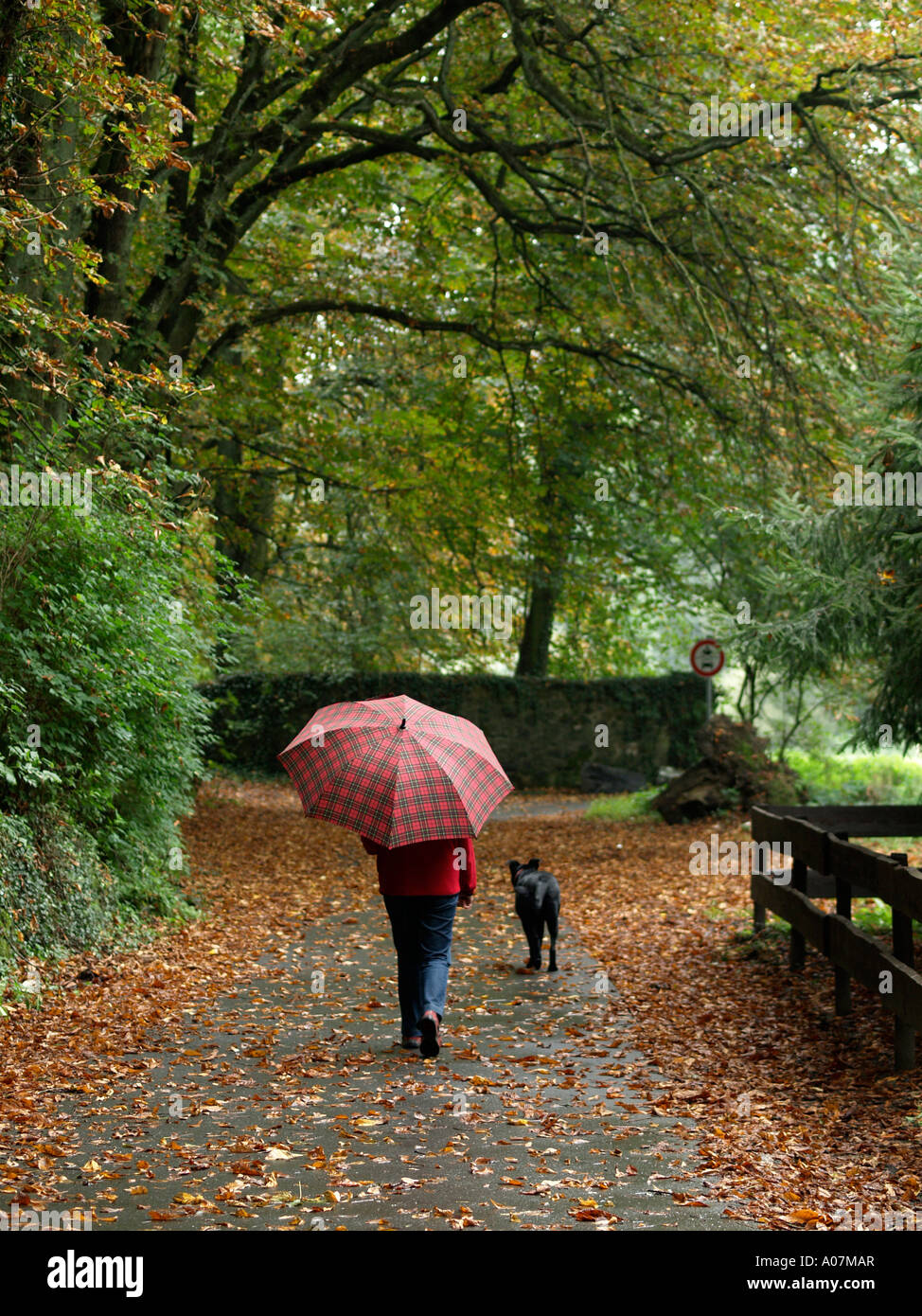 Signor PR personin donna prendendo un cane per un autunno a piedi su una strada coperta di foglie sotto grandi alberi Foto Stock