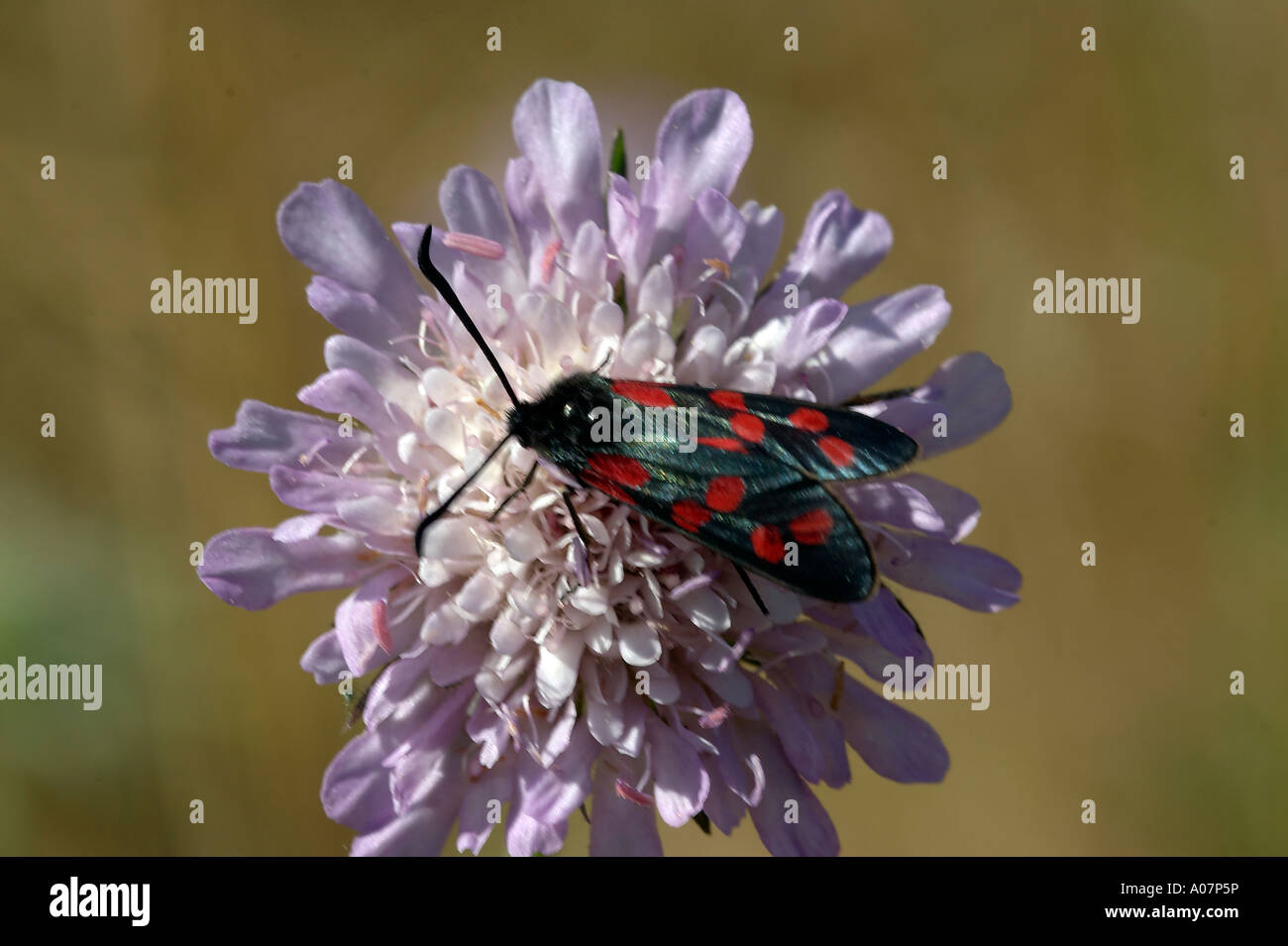 6 Spot Burnett su Field Scabious Foto Stock