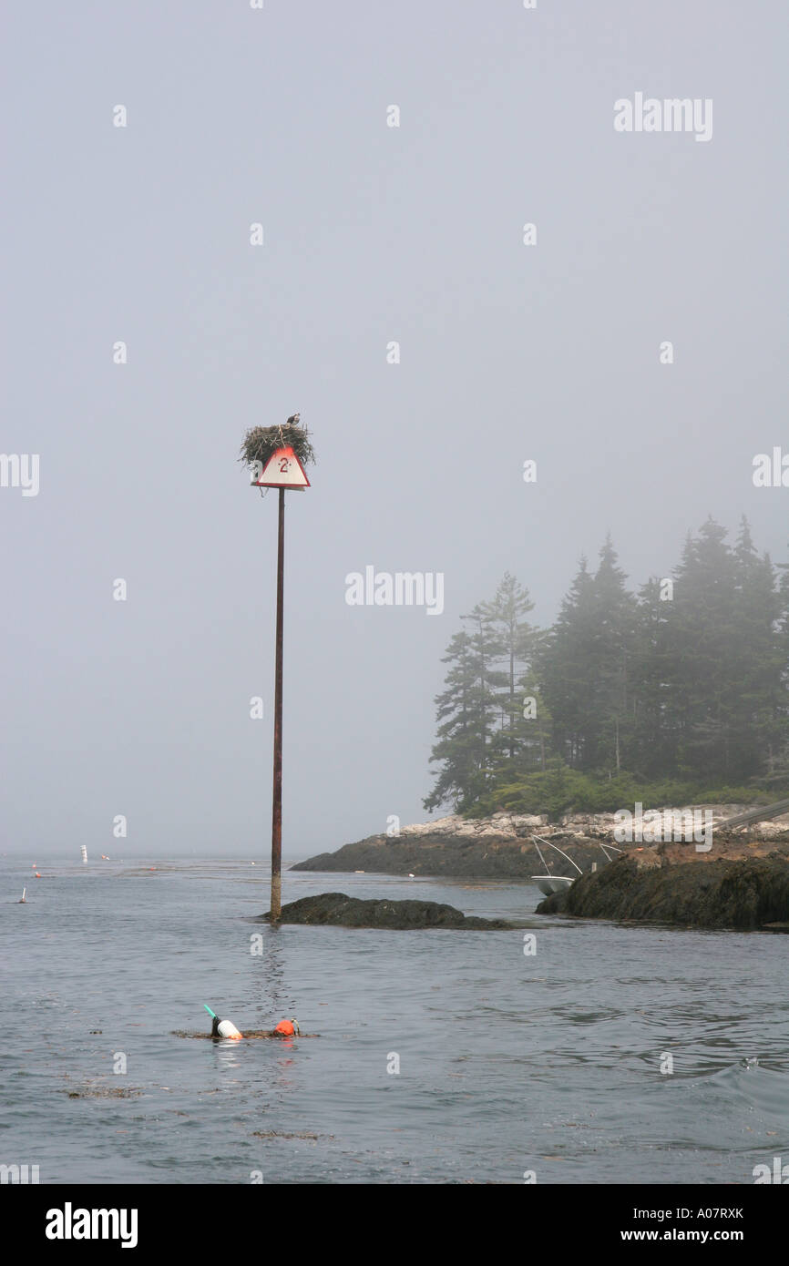 Un Osprey posatoi sul suo nido sulla cima di una segnalazione sulla costa del Maine Foto Stock