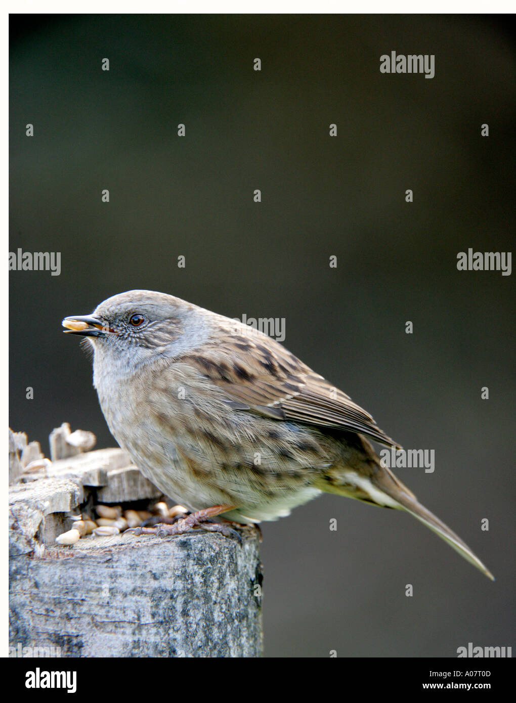 Hedge Sparrow Foto Stock