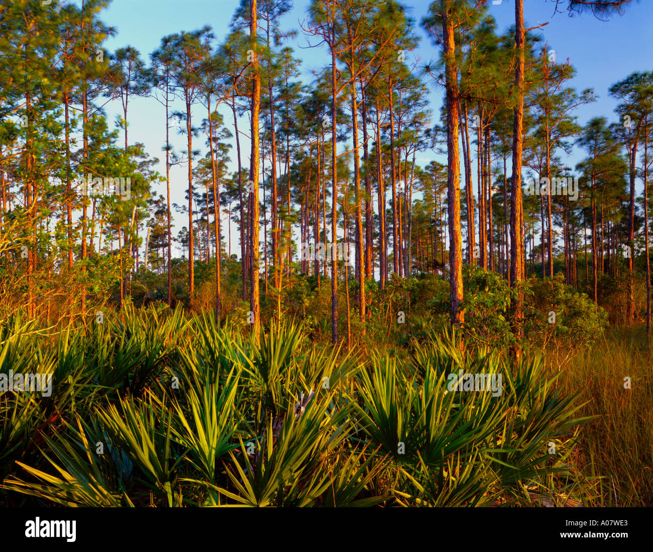 Parco nazionale delle Everglades FL hummock della foresta di slash pine Pinus elliottii e Saw palmetto Serenoa repens Foto Stock