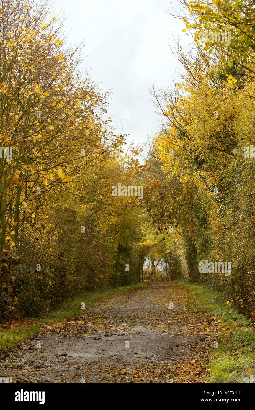 Rosso e marrone dei mesi autunnali illustrato da una strada pubblica coperto di foglie cadute, fiancheggiata da alberi Foto Stock