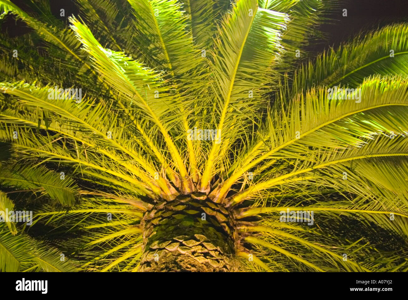 Palm tree luce da sotto night shot Foto Stock