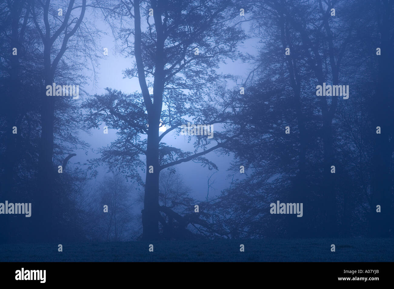 Berkhamsted Common Hertfordshire UK inverno alberi & nebbia Foto Stock