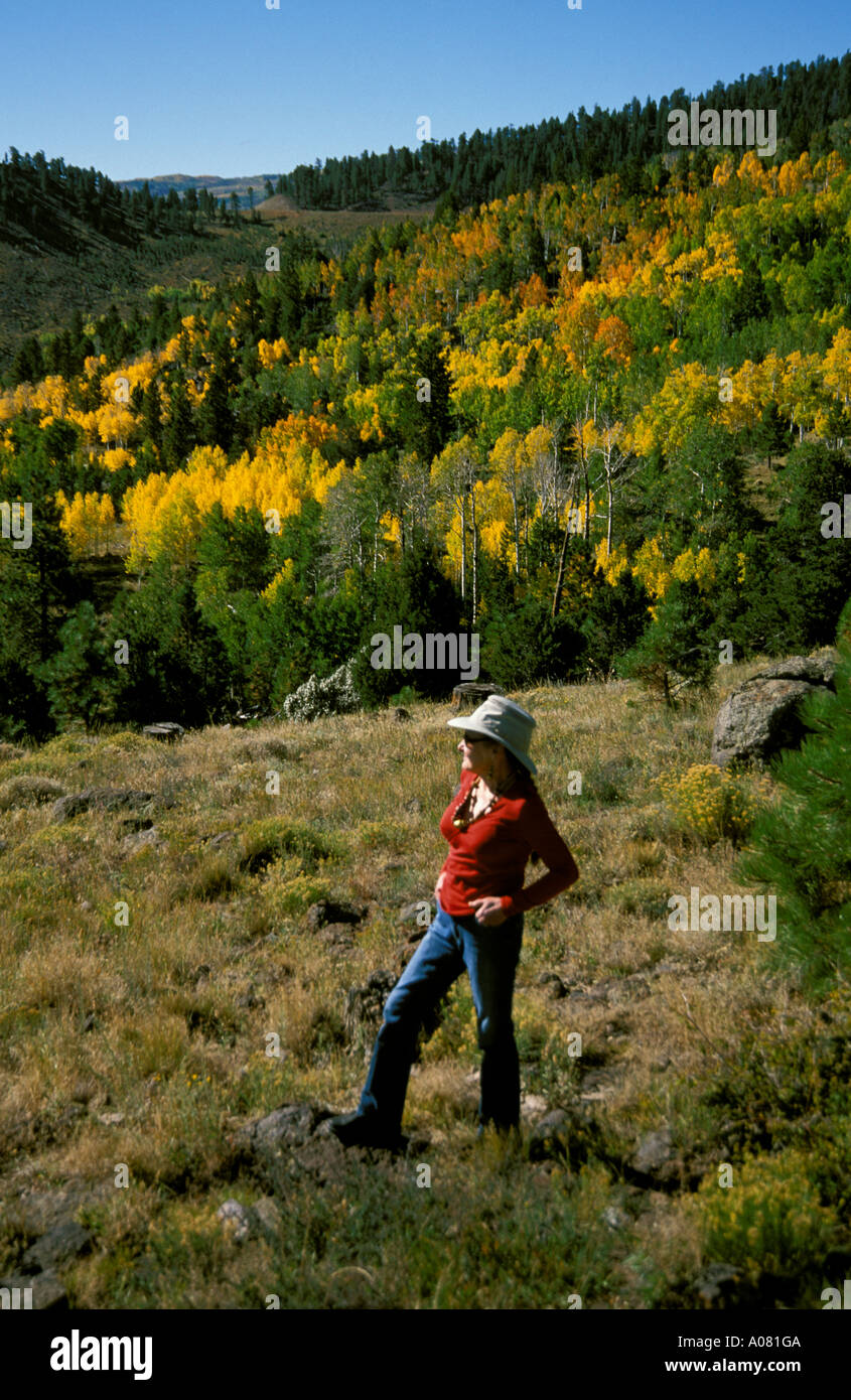 Caduta colorati Aspens Cedar Mountain Dixie National Forest colorific spendor grandeur nature paesaggio naturale travel majestic Foto Stock