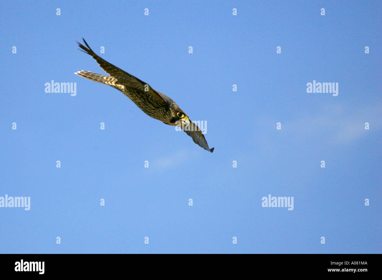 Il novellame di falco pellegrino, Sud Africa, Falco peregrinus, Foto Stock