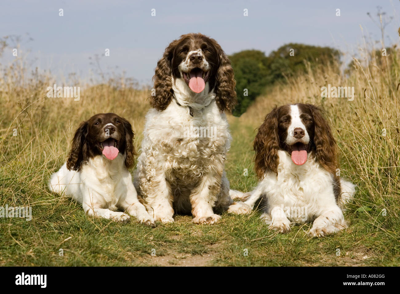 Tre Springer Spaniel cani Foto Stock