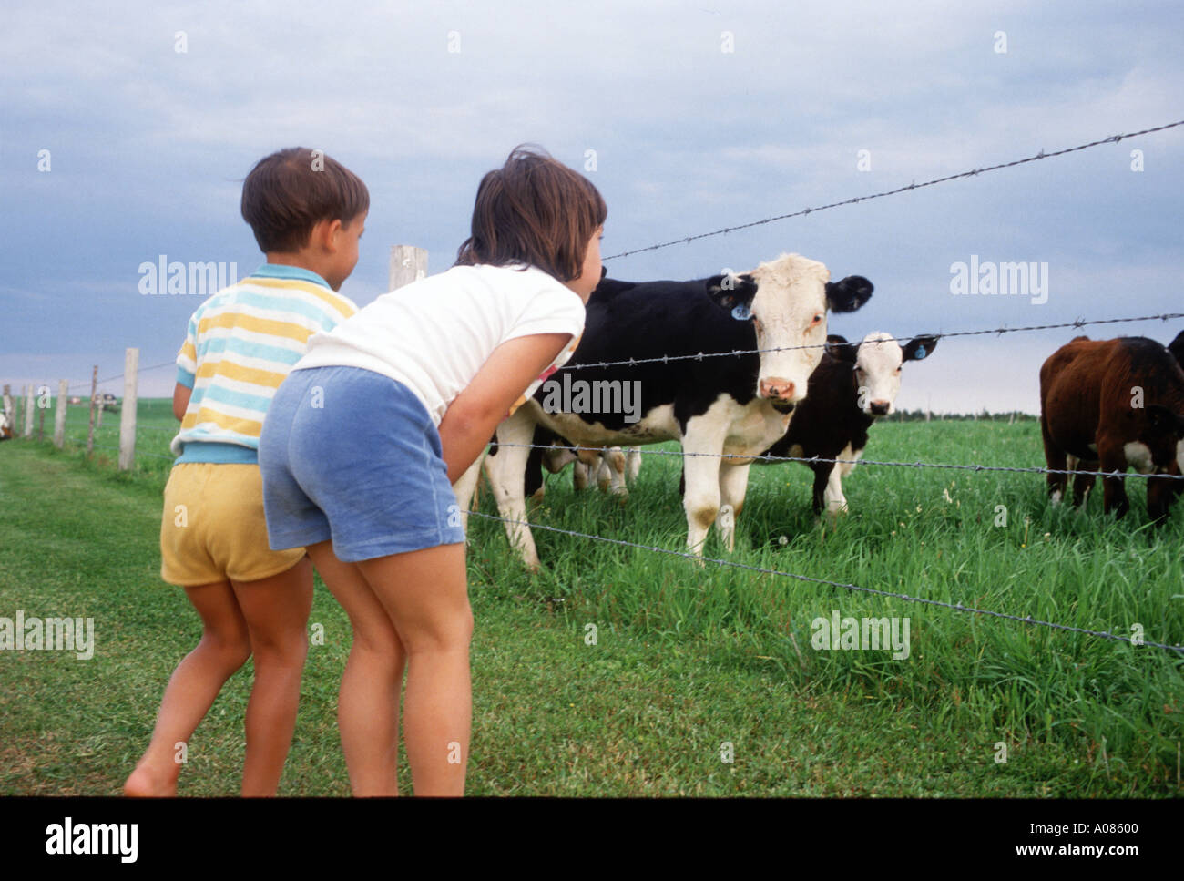 Bambini e mucche Isola del Principe Edoardo Canada Foto Stock