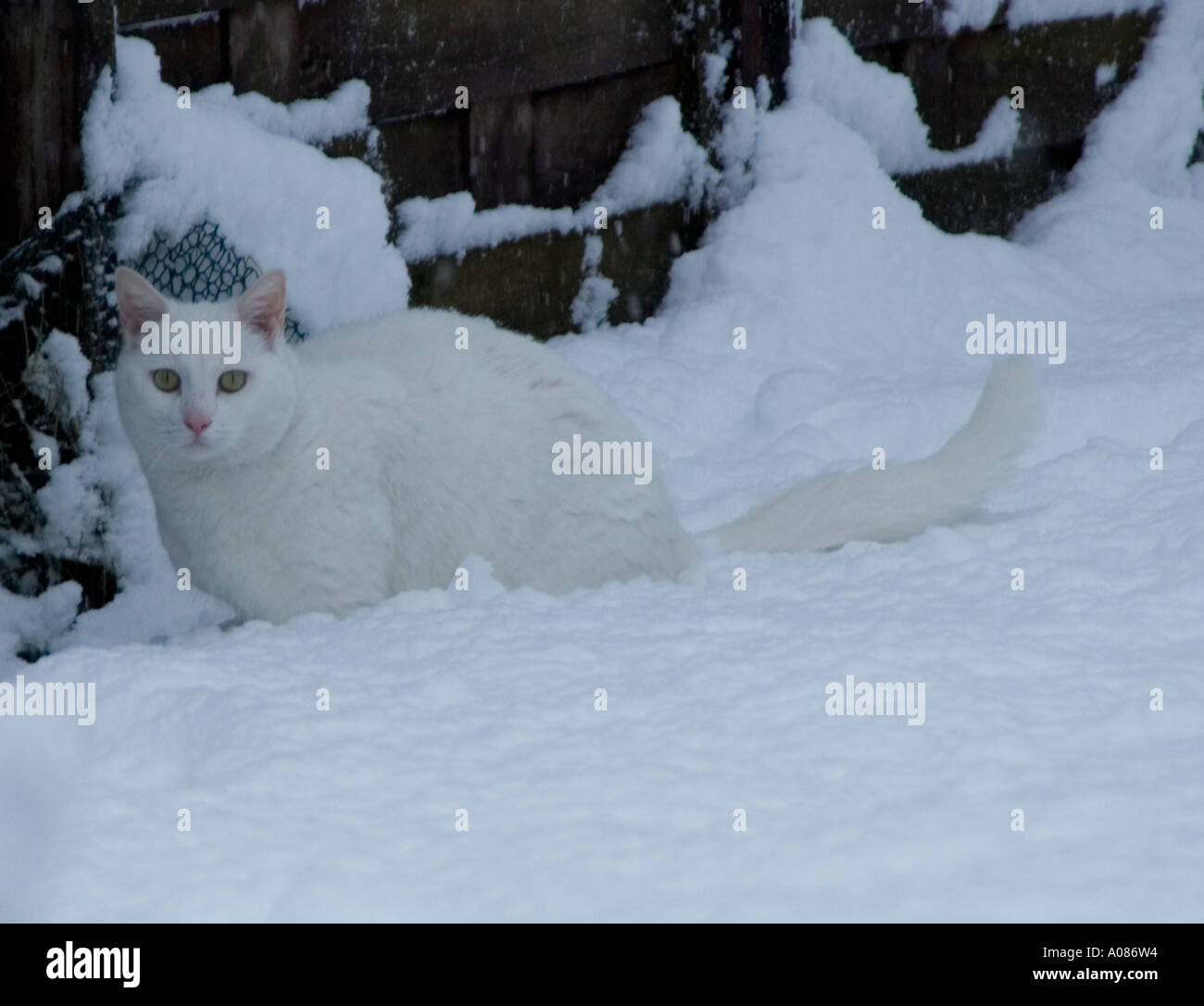 Gatto Bianco nella neve Foto Stock