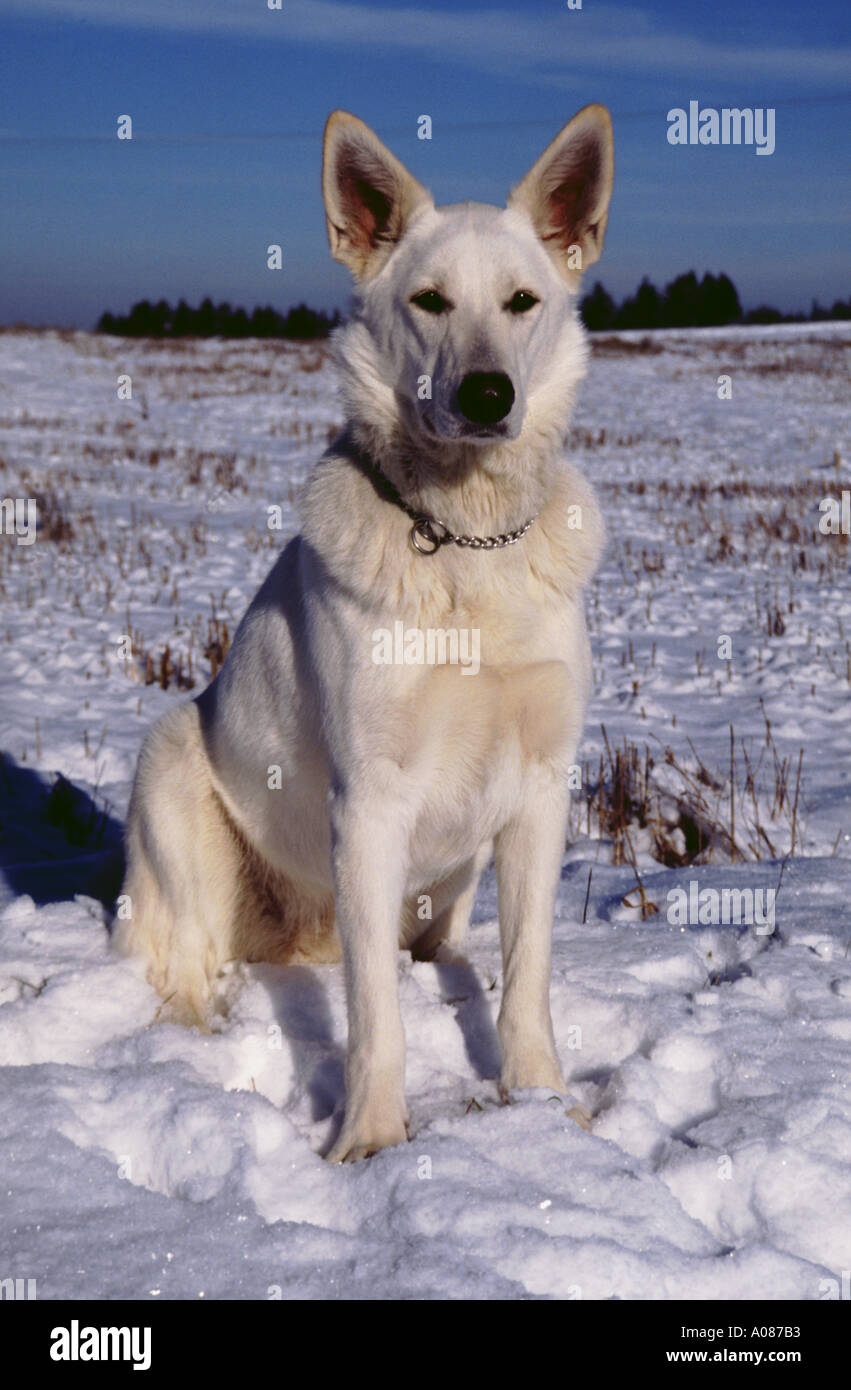 White cane pastore sheep dog american canadian seduta nella neve Foto Stock