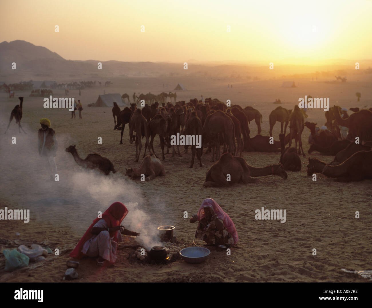 I commercianti del cammello encampment nel deserto, Puskar Camel Fair, Rajisthan, India a sunet Foto Stock
