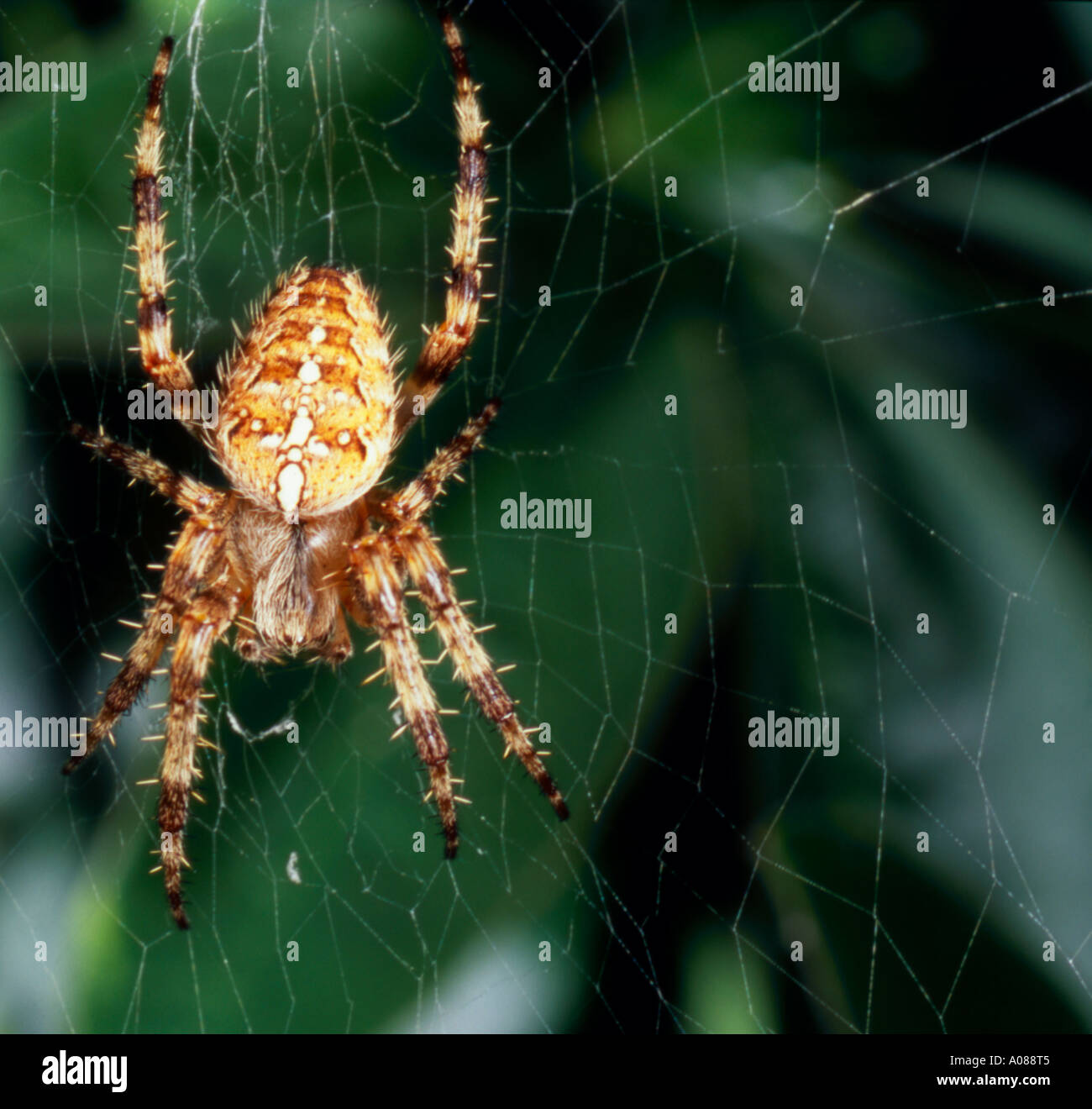 Giardino in comune ragno nel web. Foto Stock