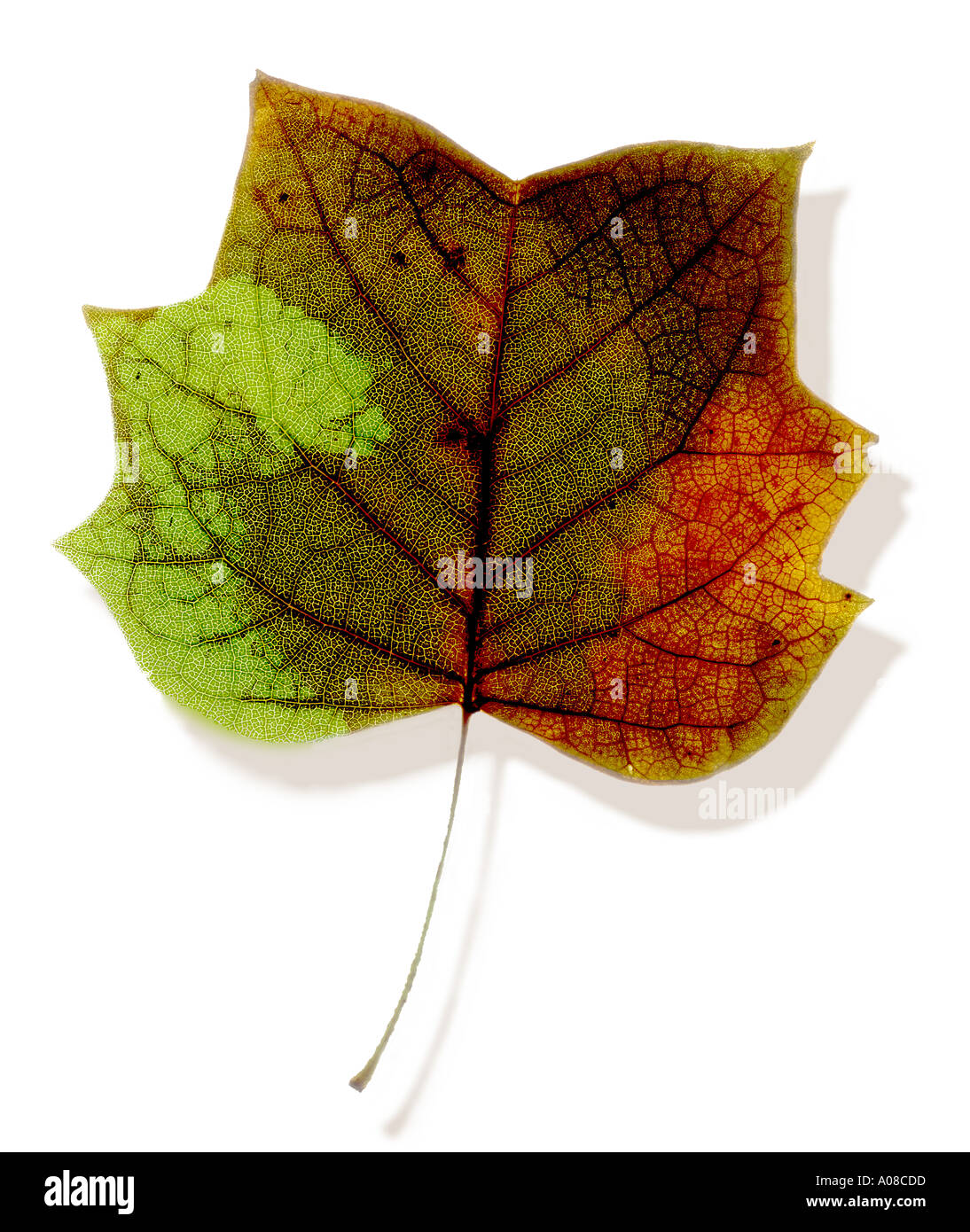 Tulip Poplar Foglie di autunno colori Foto Stock