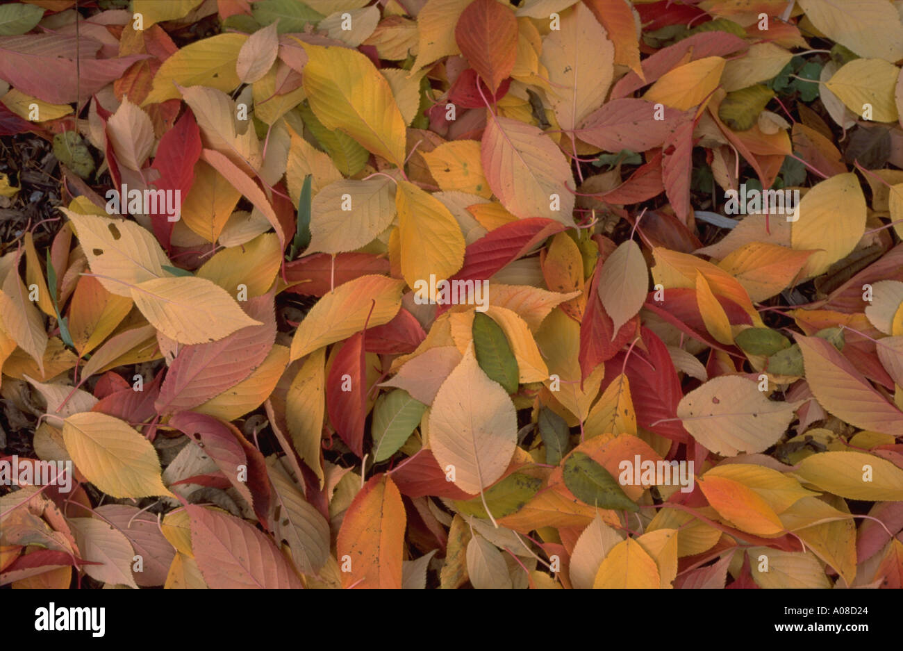 Foglie di autunno foglia Herbstblätter Foto Stock