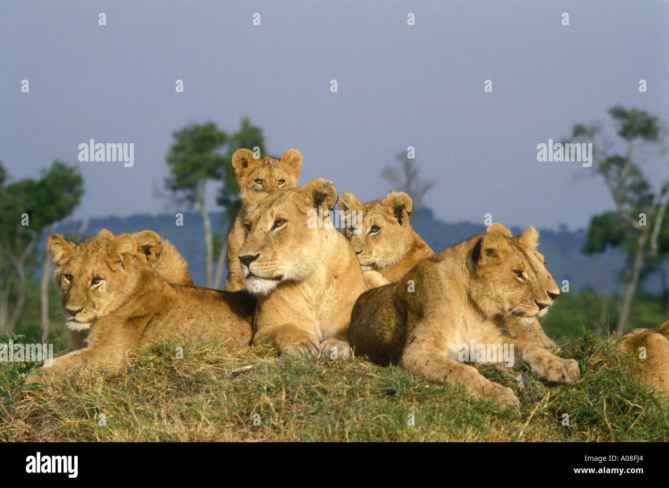 Leonessa e diversi cubs ensoleillement stessi e relax su un tumulo termite Masai Mara riserva nazionale del Kenya Foto Stock