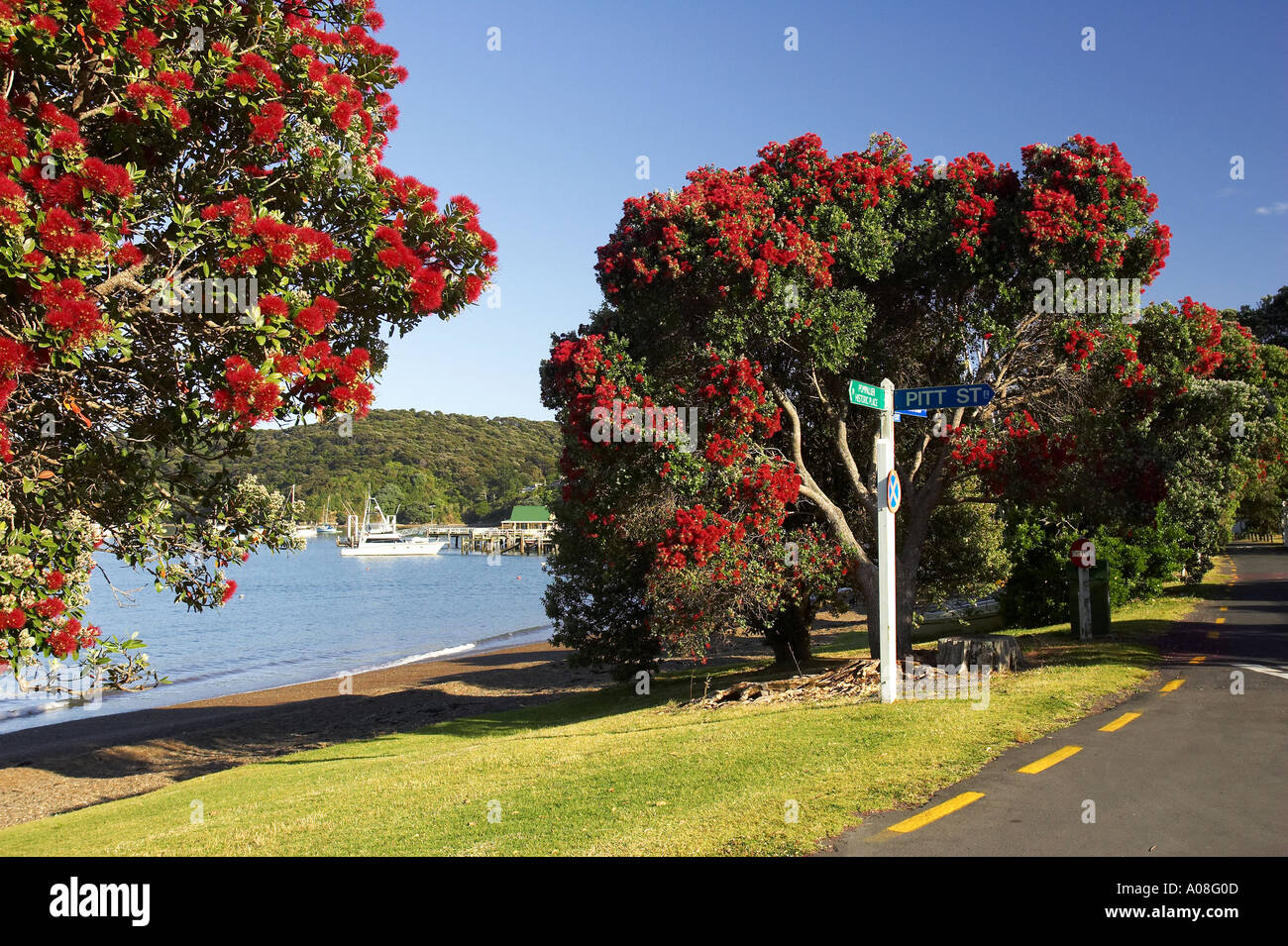 Alberi Pohutukawa Russell Baia delle Isole Northland Nuova Zelanda Foto Stock