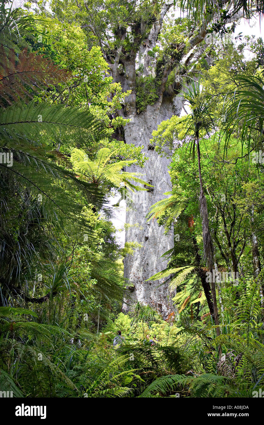 Tane Mahuta Waipoua Kauri Forest Northland Nuova Zelanda Foto Stock