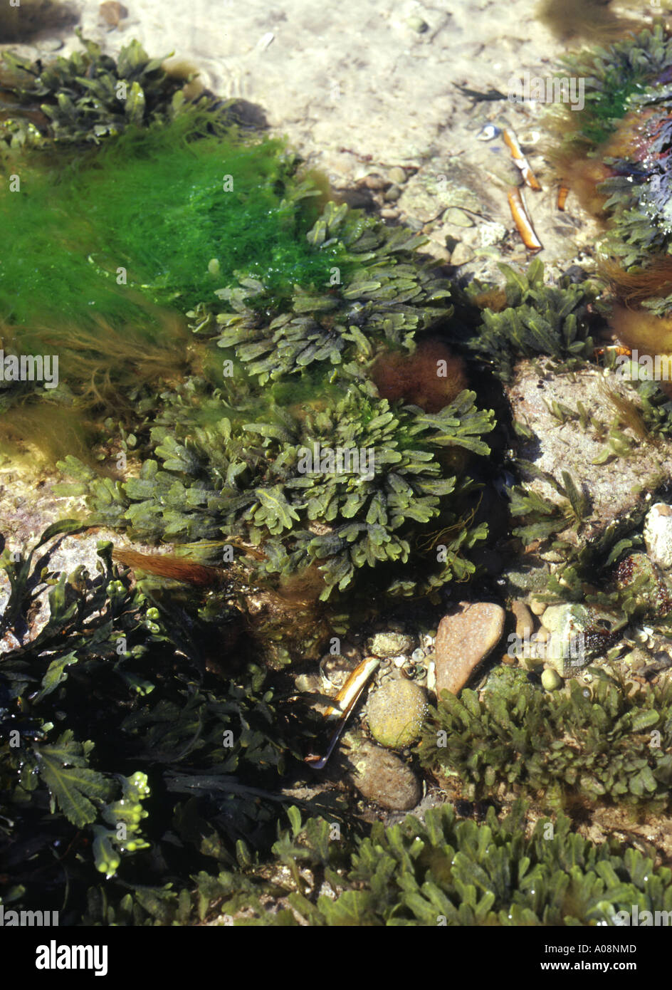Dh rock pool ALGHE MARINE UK Sea life gusci rock e dentata wrack alga marina Fucus seratus close up Foto Stock