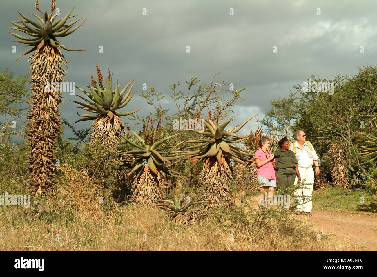 Bontebok National Park a Swellendam Western Cape South Africa RSA Aloe e ranger con turisti Foto Stock