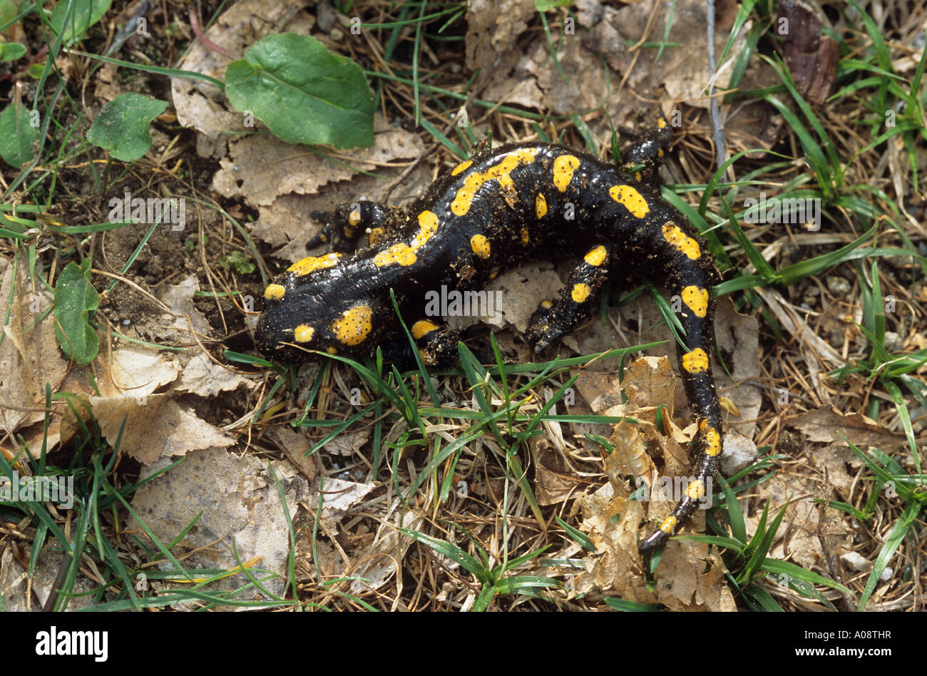 Unione salamandra pezzata / Salamandra salamandra Foto Stock